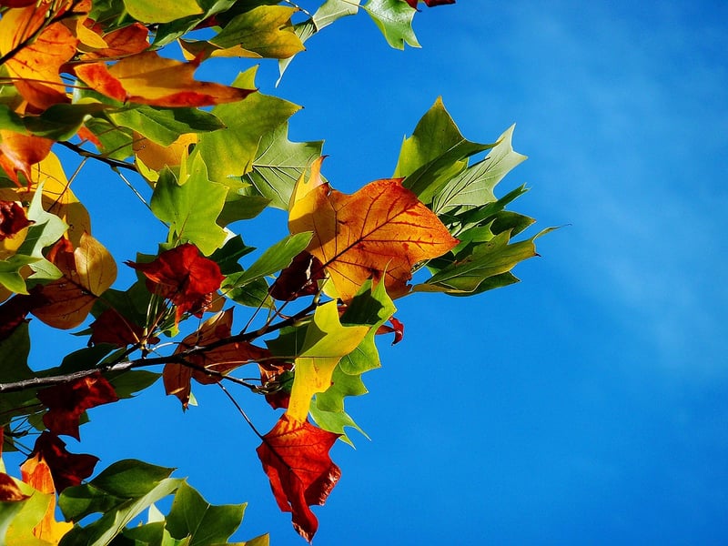 Autumn Harvest